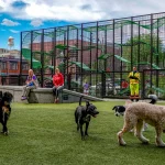 A New Dog Park Is Coming to a Florida City — and It’s Controversial