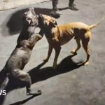 Injured, Abandoned Dog Leads Police to Suspected Dog Fighting Ring