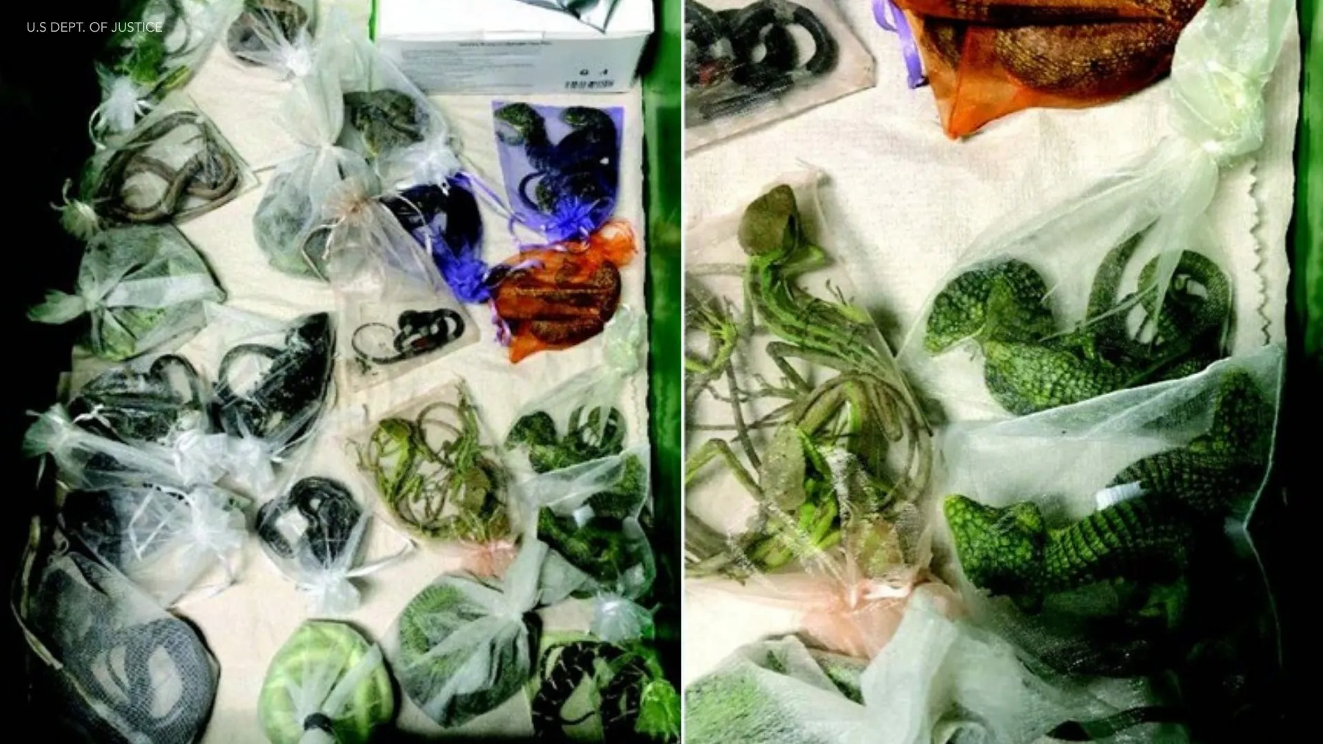 California man sentenced to five years for smuggling 1,700 animals into US, including 60 reptiles hidden under his clothes